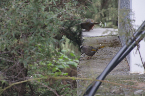 Elliot's Laughingthrush