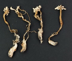 Cordyceps sinclairii