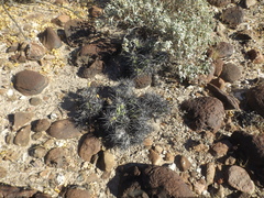 Corynopuntia invicta