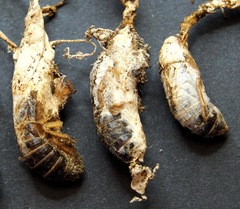 Cordyceps sinclairii