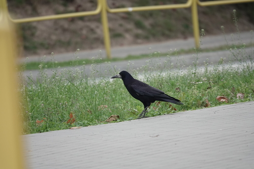 Rook
