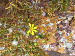 Deinandra greeneana peninsularis