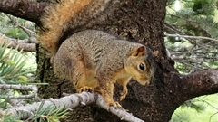 Sciurus niger