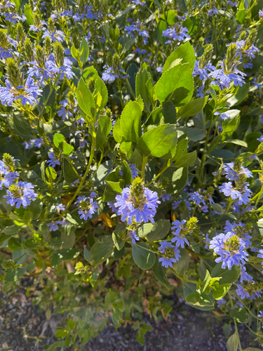 Scaevola nitida, 2026-10-11