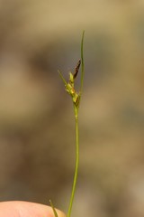 Carex rossii