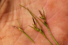 Carex rossii