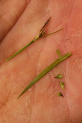 Carex rossii