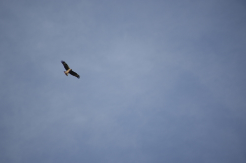 Black-eared Kite