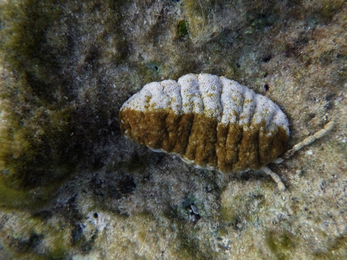 Actinopyga mauritiana observed 2026-10-10