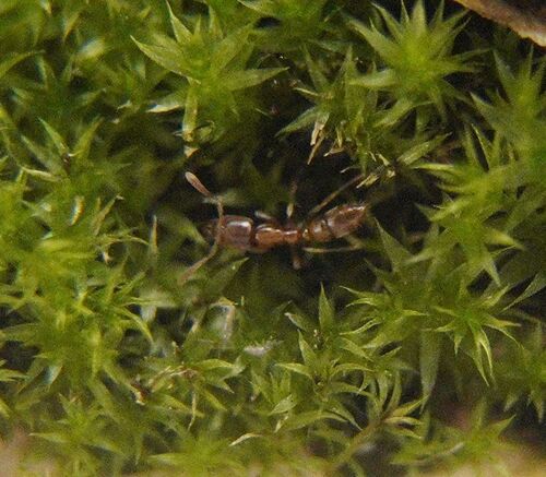 Hypoponera punctatissima observed 2026-10-10