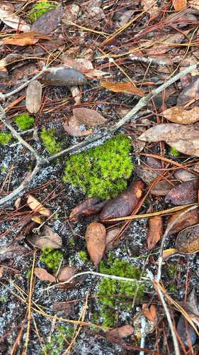 Dicranum condensatum observed 2026-10-11