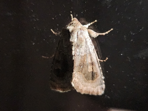 Bronzed Cutworm Moth photo 4