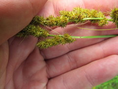 Carex annectens