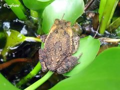 Ingerophrynus biporcatus