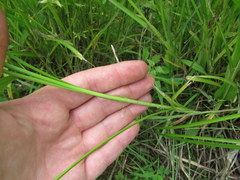 Carex annectens
