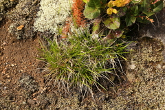 Carex rossii