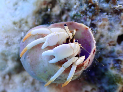 Calcinus minutus observed 2026-10-11