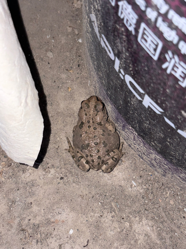 Xinjiang toad