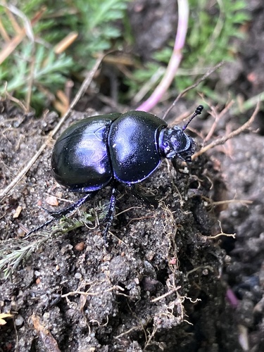 Springtime Dung Beetle