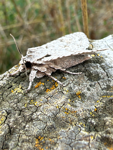 Grey Shoulder-knot