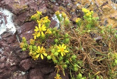 Deinandra greeneana peninsularis