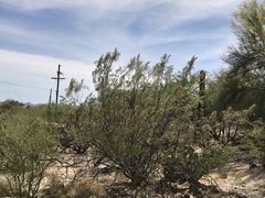 Larrea tridentata