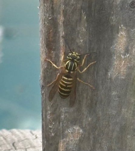 Southern Yellowjacket