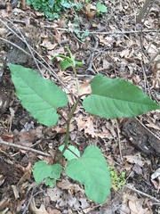 Reynoutria × bohemica