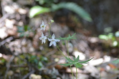 Delphinium hansenii