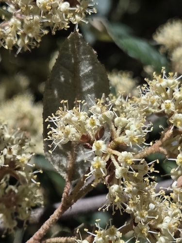 Pomaderris prunifolia, 2026-10-11