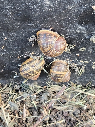 Garden Snail