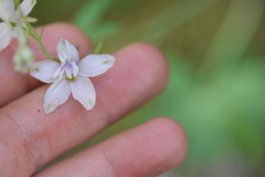 Delphinium hansenii