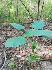 Croton suberosus