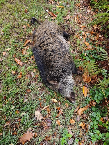 Wild Boar