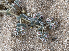 Euphorbia vallis-mortae