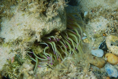 snakelocks anemone