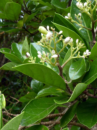 Pennantiaceae