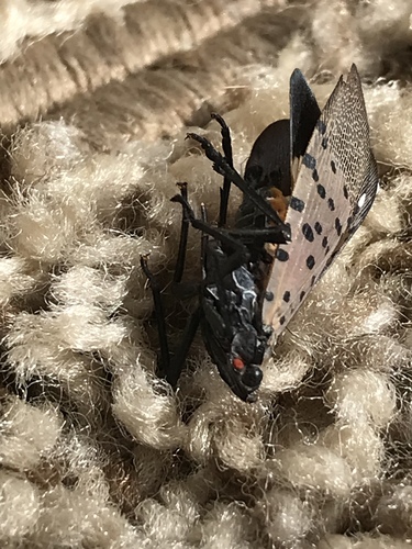 Spotted Lanternfly