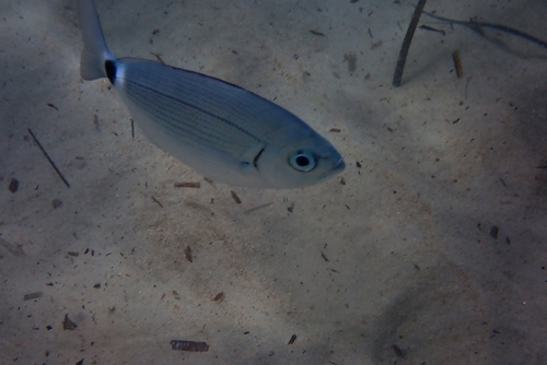 Saddled Seabream