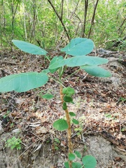 Croton suberosus