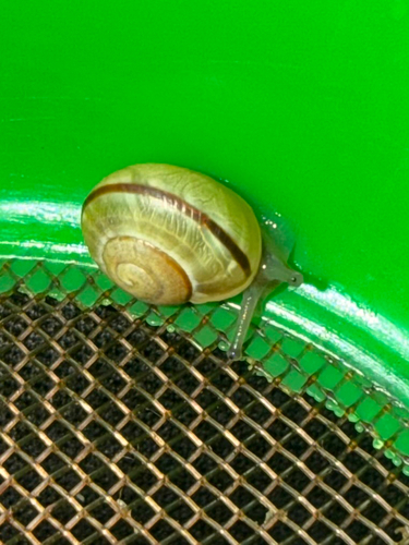 Brown-lipped Snail