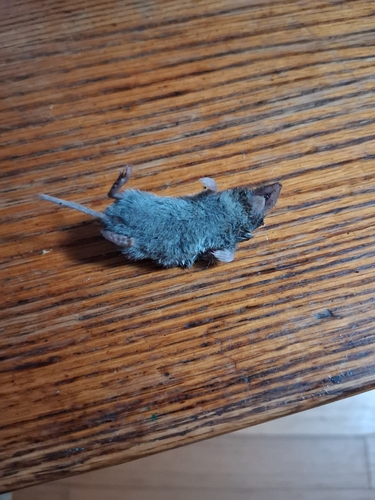 North American Least Shrew observed by sdroege