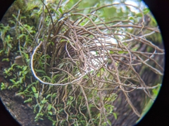 Dendrobium catenatum