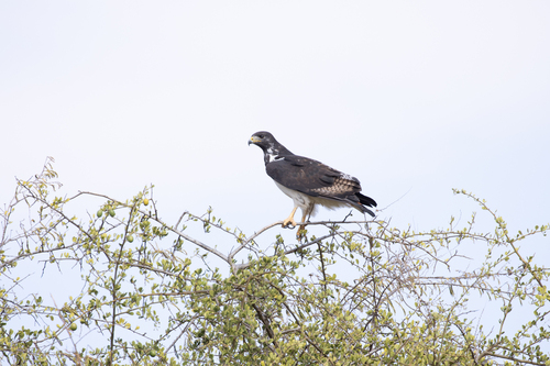iNaturalist image