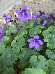 Campanula poscharskyana