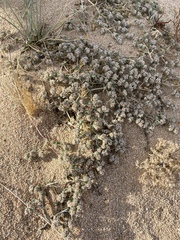 Euphorbia vallis-mortae