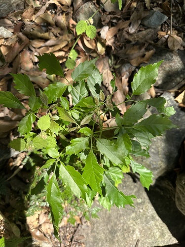 Vitex quinata observed 2026-10-11