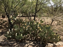 Opuntia engelmannii