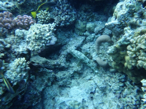 Epinephelus tauvina observed 2026-10-10