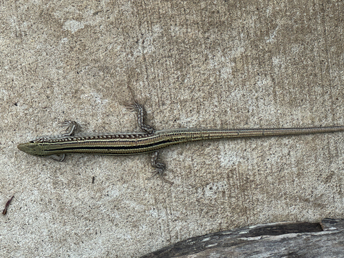 Robust Ctenotus